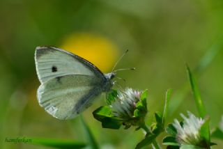 Byk Beyazmelek  (Pieris brassicae)