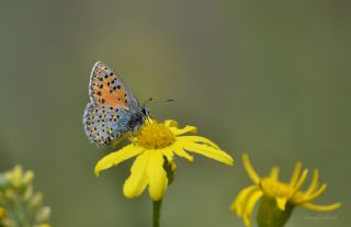 Anadolu Gelincii (Tomares nogelii)