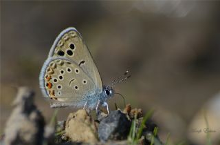 Anadolu Turan Mavisi (Turanana panagaea)