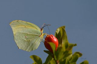 Kleopatra (Gonepteryx cleopatra)