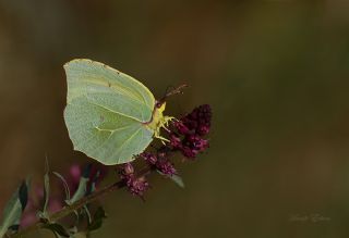 Kleopatra (Gonepteryx cleopatra)