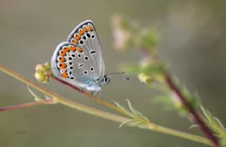 Doulu Esmergz (Plebejus carmon)