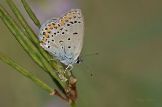 Doulu Esmergz (Plebejus carmon)