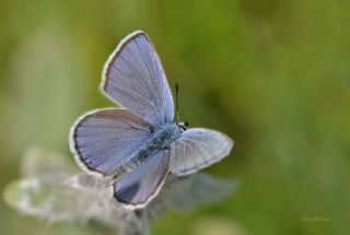 Anadolu Esmergz (Plebejus modicus)