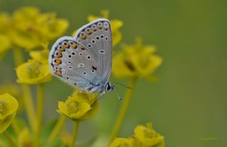 Anadolu Esmergz (Plebejus modicus)