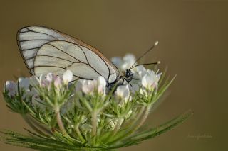 Al Beyaz (Aporia crataegi)