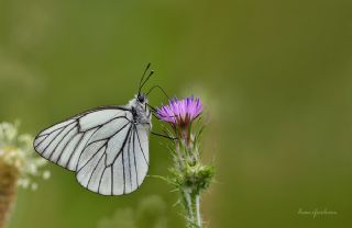 Al Beyaz (Aporia crataegi)