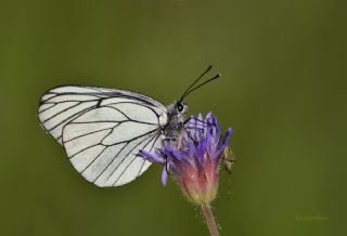 Al Beyaz (Aporia crataegi)