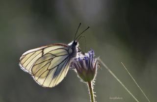 Al Beyaz (Aporia crataegi)