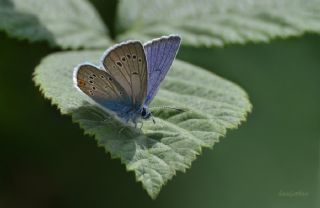 okgzl Gzel Mavi (Polyommatus bellis)