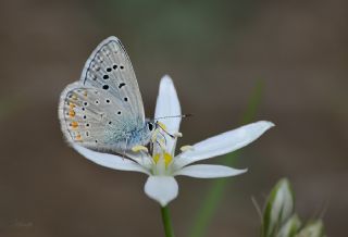 okgzl Kk Turan Mavisi (Polyommatus cornelius)