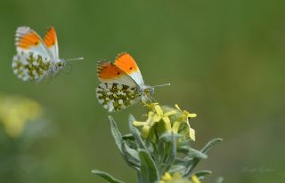 Turuncu Ssl (Anthocharis cardamines)