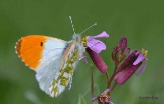 Turuncu Ssl (Anthocharis cardamines)