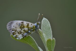 Turuncu Ssl (Anthocharis cardamines)