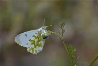 Turuncu Ssl (Anthocharis cardamines)