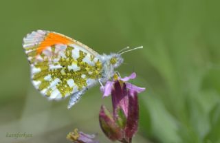 Turuncu Ssl (Anthocharis cardamines)