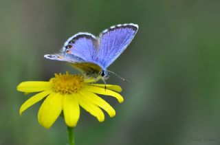 Bavius Mavisi (Pseudophilotes bavius)