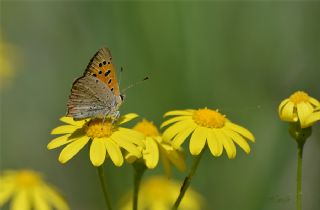 Benekli Bakr Gzeli (Lycaena phlaeas)