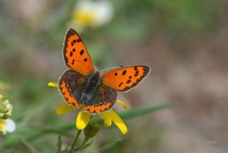 Benekli Bakr Gzeli (Lycaena phlaeas)