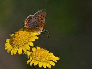 Benekli Bakr Gzeli (Lycaena phlaeas)