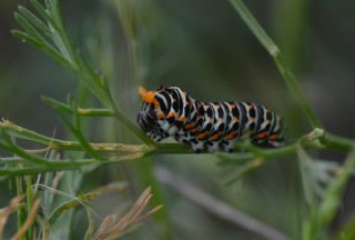 Krlangkuyruk (Papilio machaon)