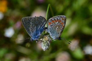 okgzl Mavi (Polyommatus icarus)