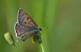 sli Bakr Gzeli (Lycaena tityrus)