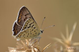 sli Bakr Gzeli (Lycaena tityrus)