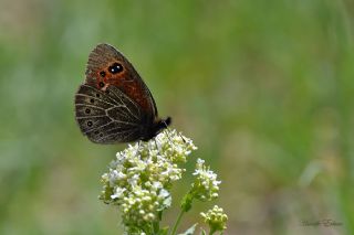 Uygur Gzelesmeri (Proterebia afra)