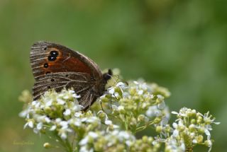 Uygur Gzelesmeri (Proterebia afra)