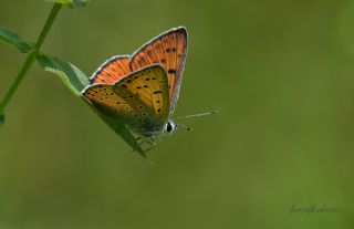 Byk Mor Bakr Gzeli (Lycaena alciphron)