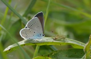 Minik Kupid (Cupido minimus)