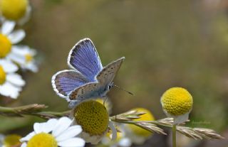 Gm Lekeli Esmergz (Plebejus argus)