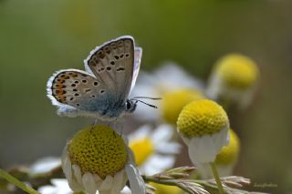 Gm Lekeli Esmergz (Plebejus argus)