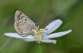 okgzl Esmer (Aricia agestis)