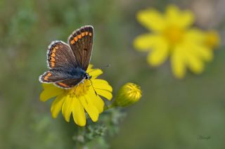 okgzl Esmer (Aricia agestis)