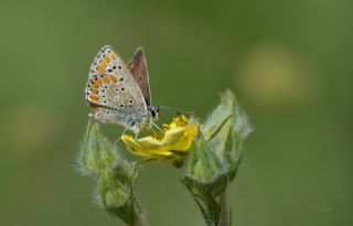 okgzl Esmer (Aricia agestis)