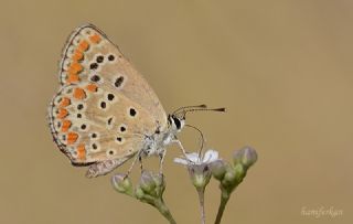 okgzl Esmer (Aricia agestis)