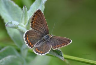 okgzl Orman Esmeri (Aricia artaxerxes)