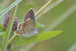 okgzl Orman Esmeri (Aricia artaxerxes)