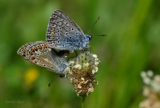 okgzl Mavi (Polyommatus icarus)