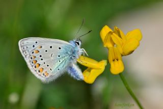 okgzl Mavi (Polyommatus icarus)