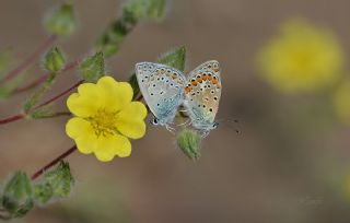 okgzl Mavi (Polyommatus icarus)