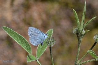 Kutsal Mavi (Celastrina argiolus)