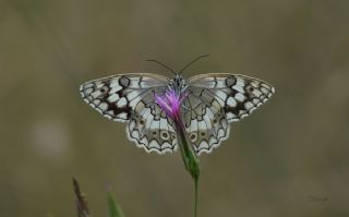 Anadolu Melikesi (Melanargia larissa)