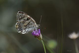 Anadolu Melikesi (Melanargia larissa)