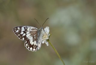 Anadolu Melikesi (Melanargia larissa)