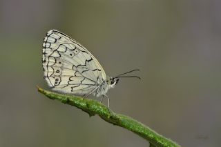 Anadolu Melikesi (Melanargia larissa)