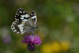 Anadolu Melikesi (Melanargia larissa)