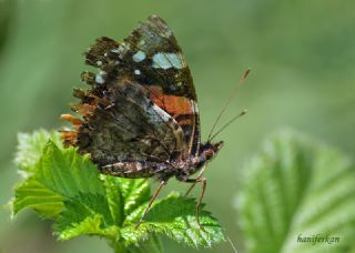 Atalanta (Vanessa atalanta)